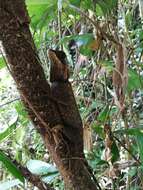 Image of Acanthosaura cardamomensis Wood, Grismer, Grismer, Neang, Chav & Holden 2010