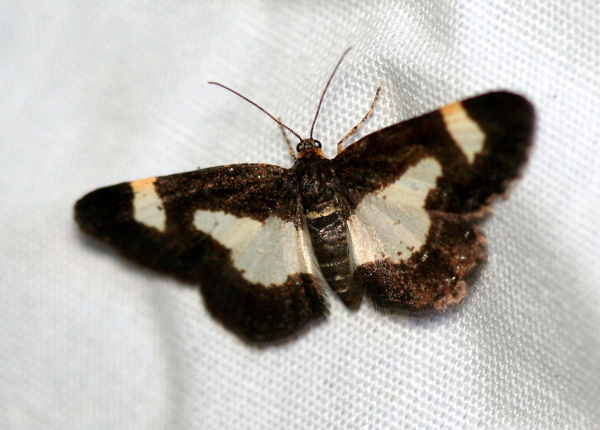 Image of Common Spring Moth