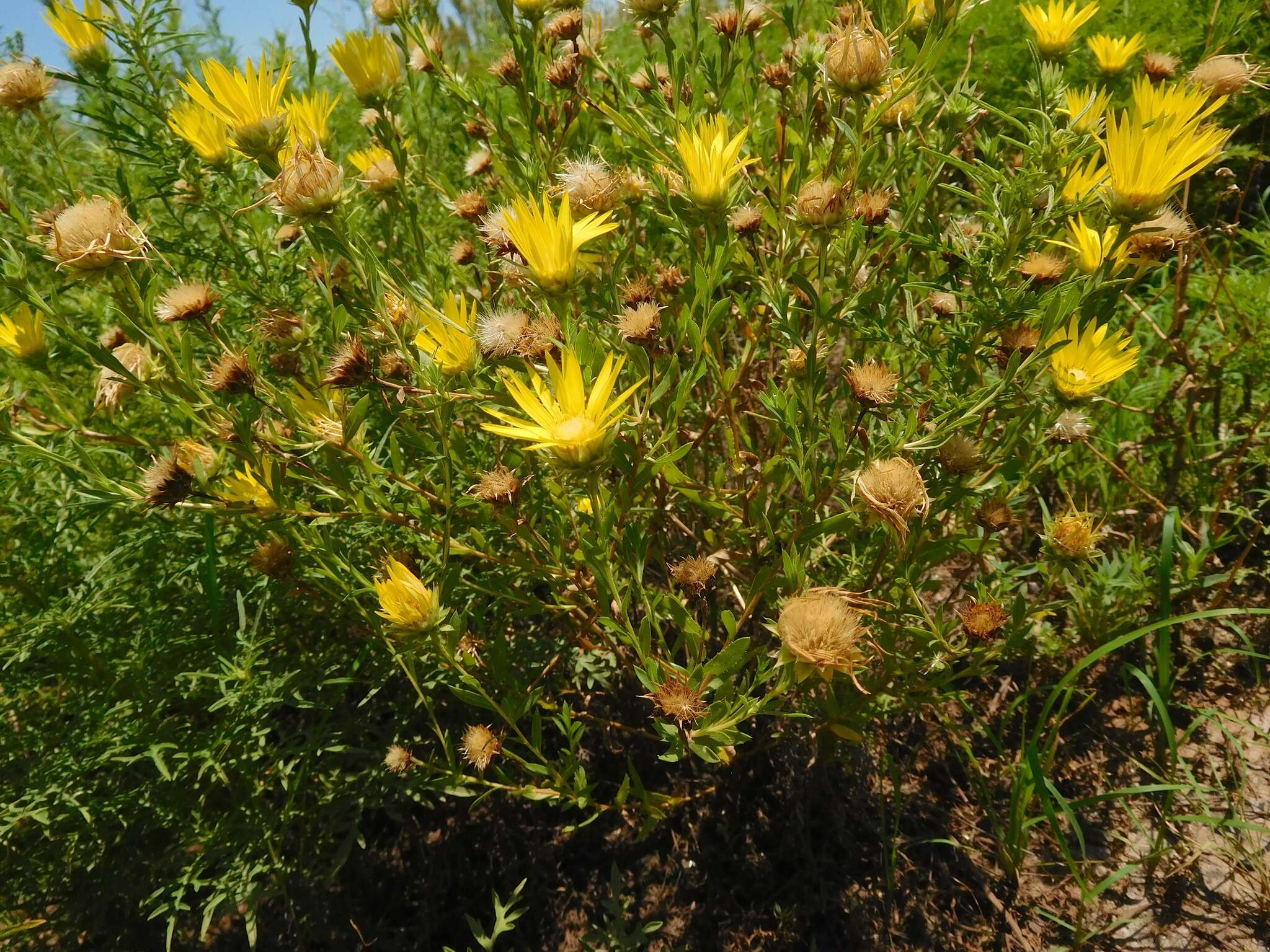 Image of Texas sleepydaisy