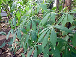 Image of cassava