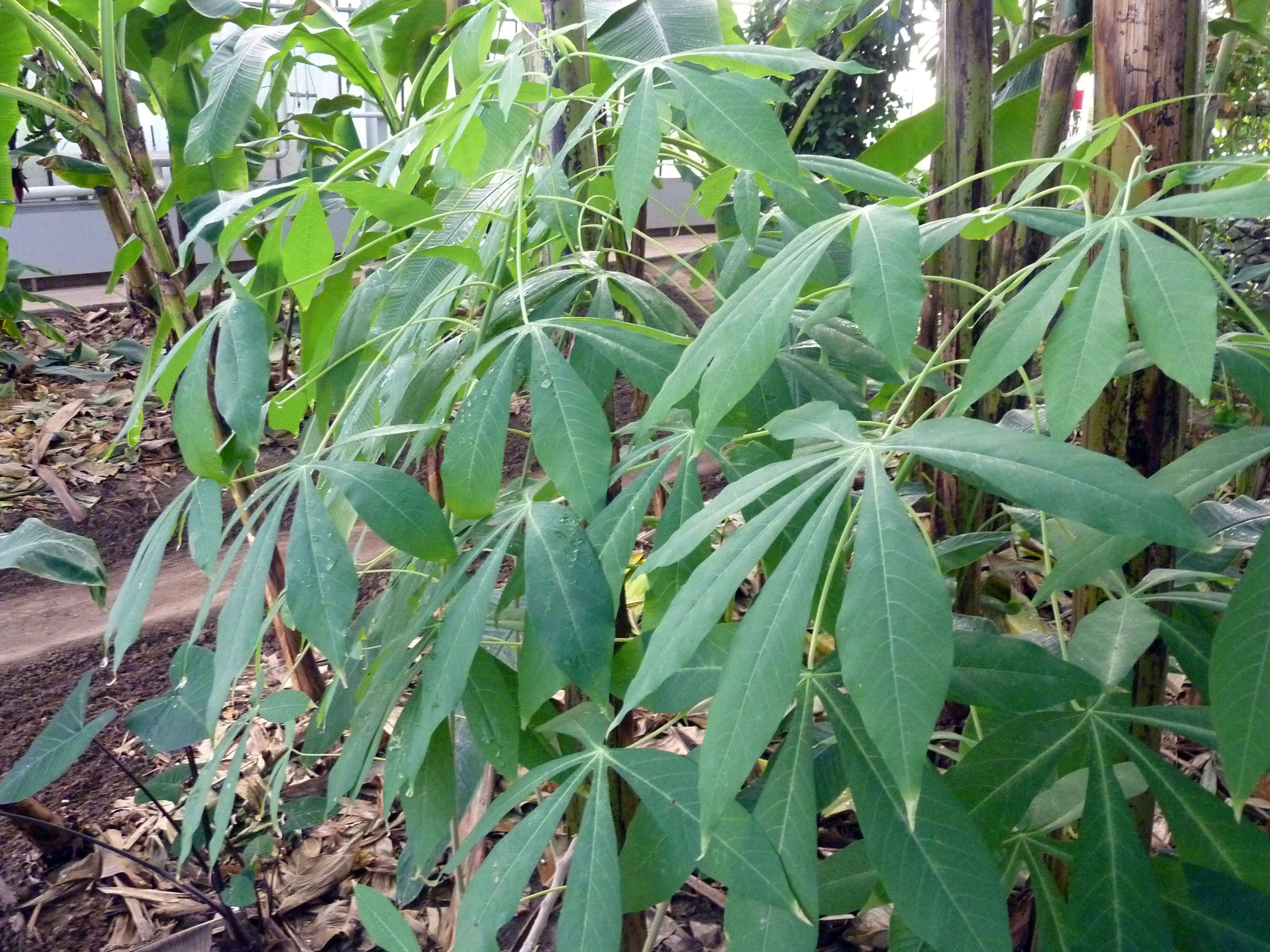 Image of cassava