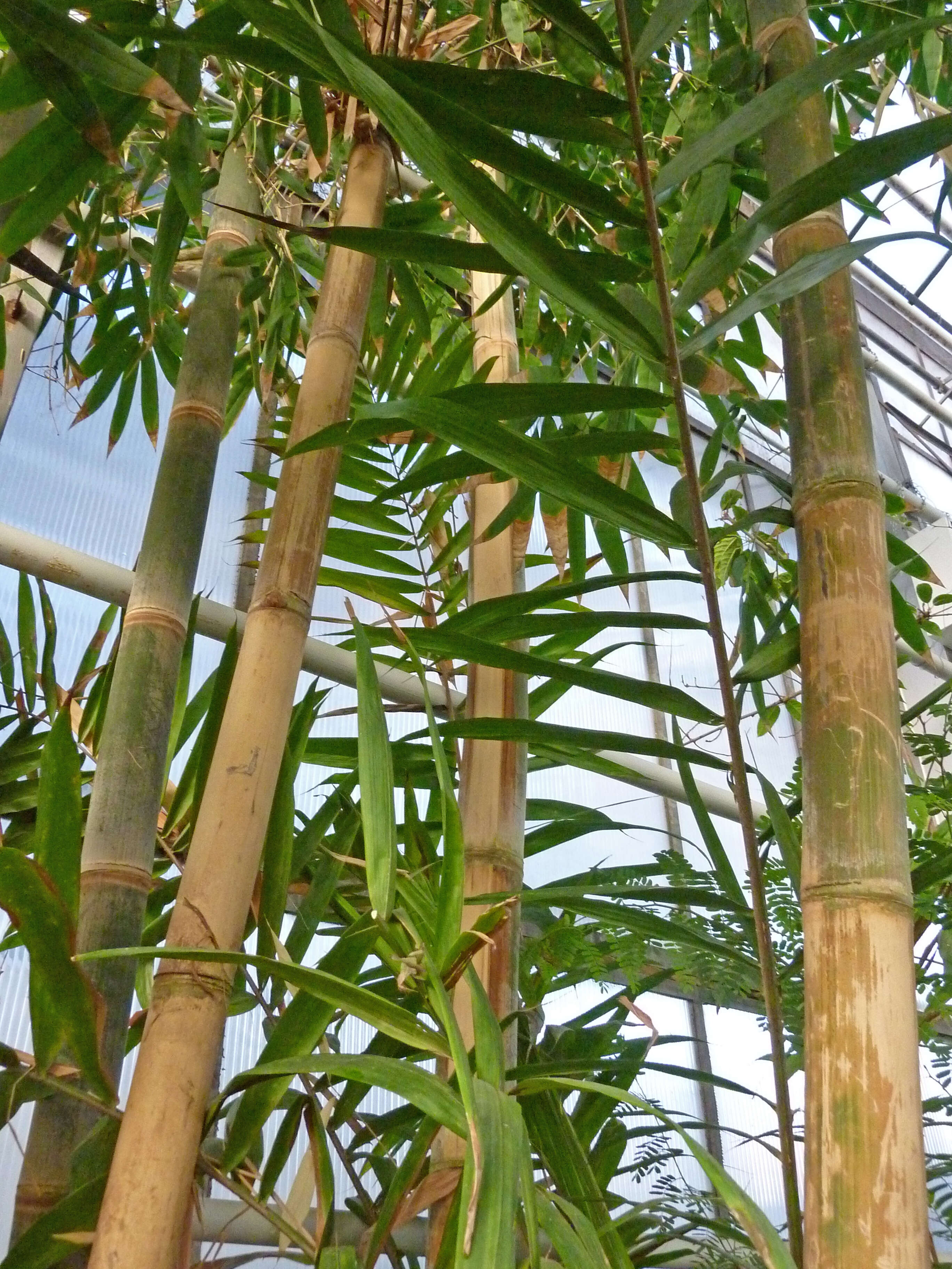 Image of common bamboo