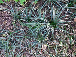 Image of Mondo Grass