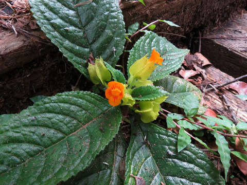 Image of Chrysothemis friedrichsthaliana (Hanst.) H. E. Moore