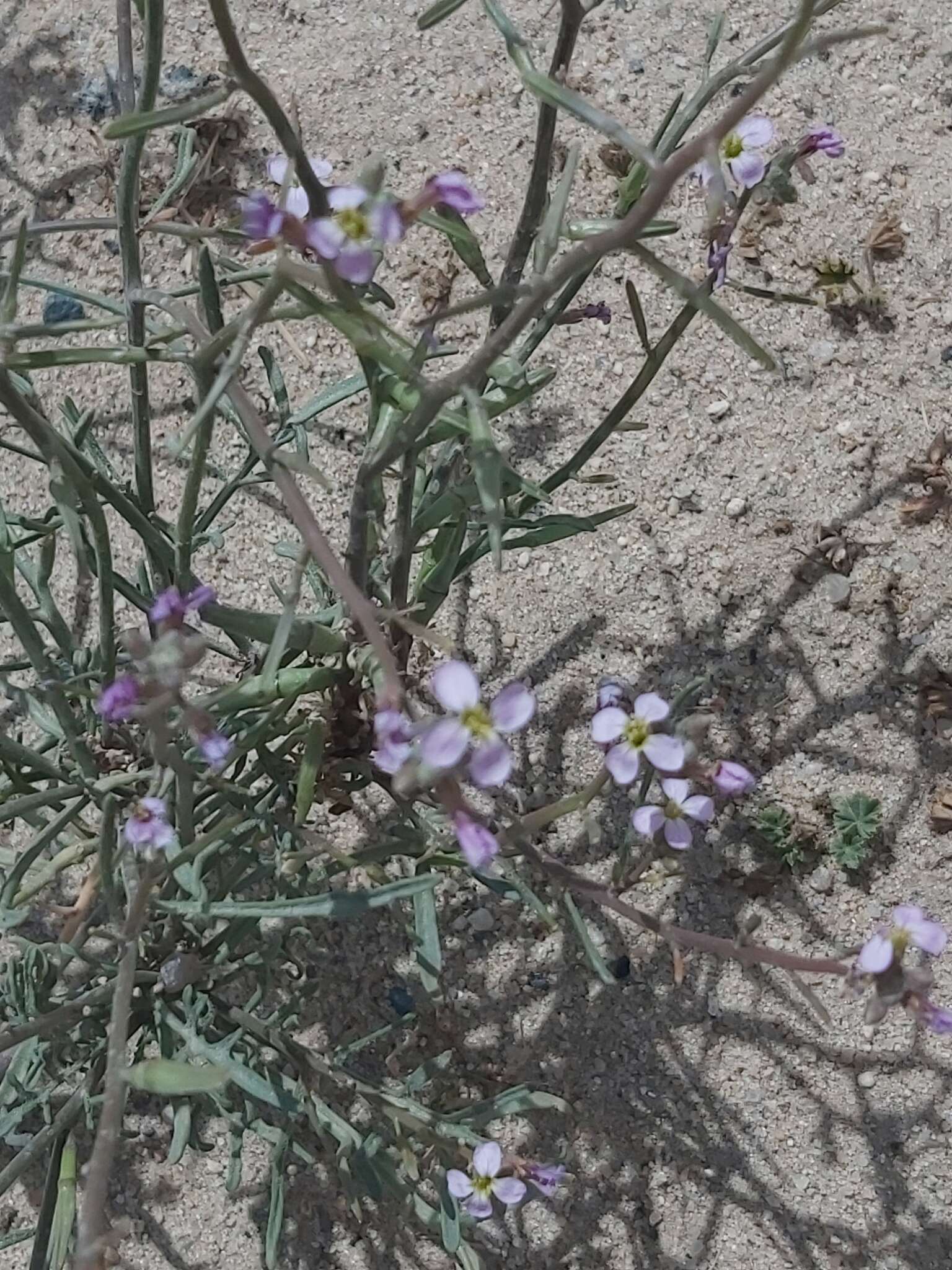 Plancia ëd Cakile arabica Velen. & Bornm.