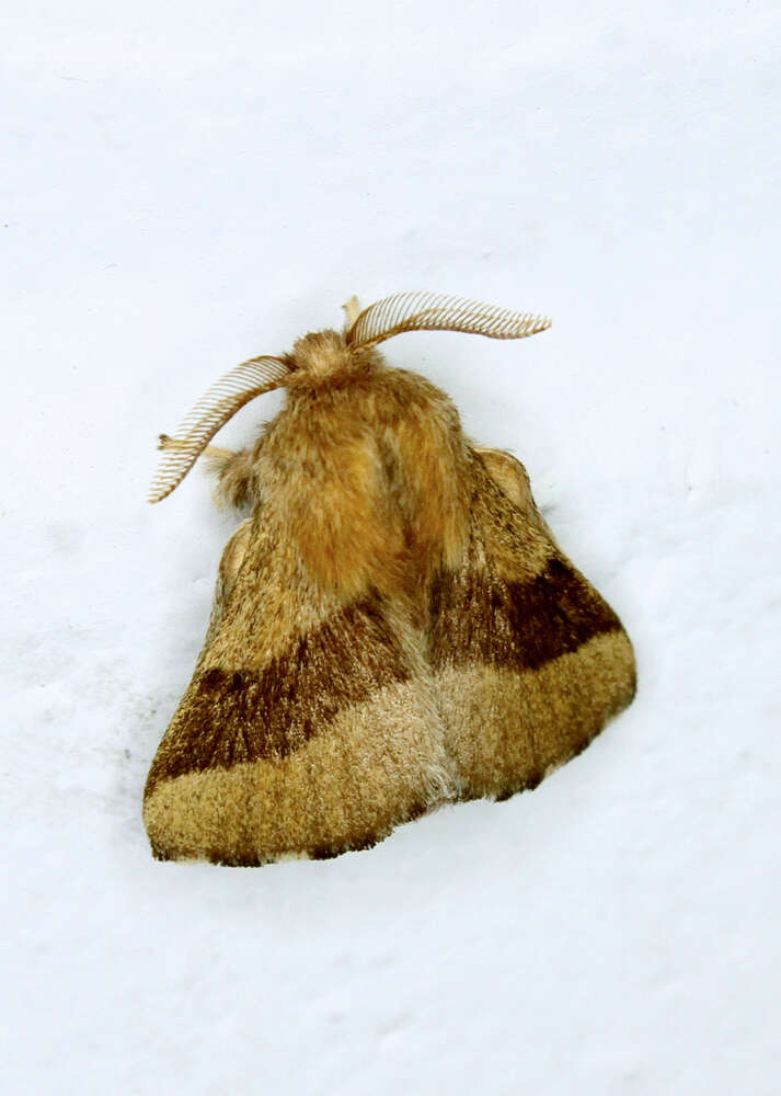 Image of Forest Tent Caterpillar Moth