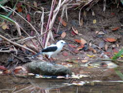 Image of Pied Water Tyrant