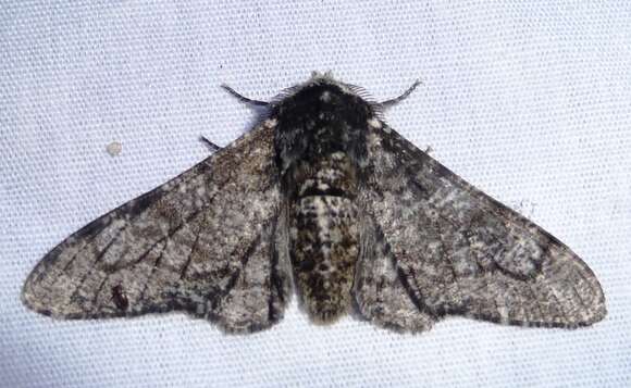 Image of peppered moth