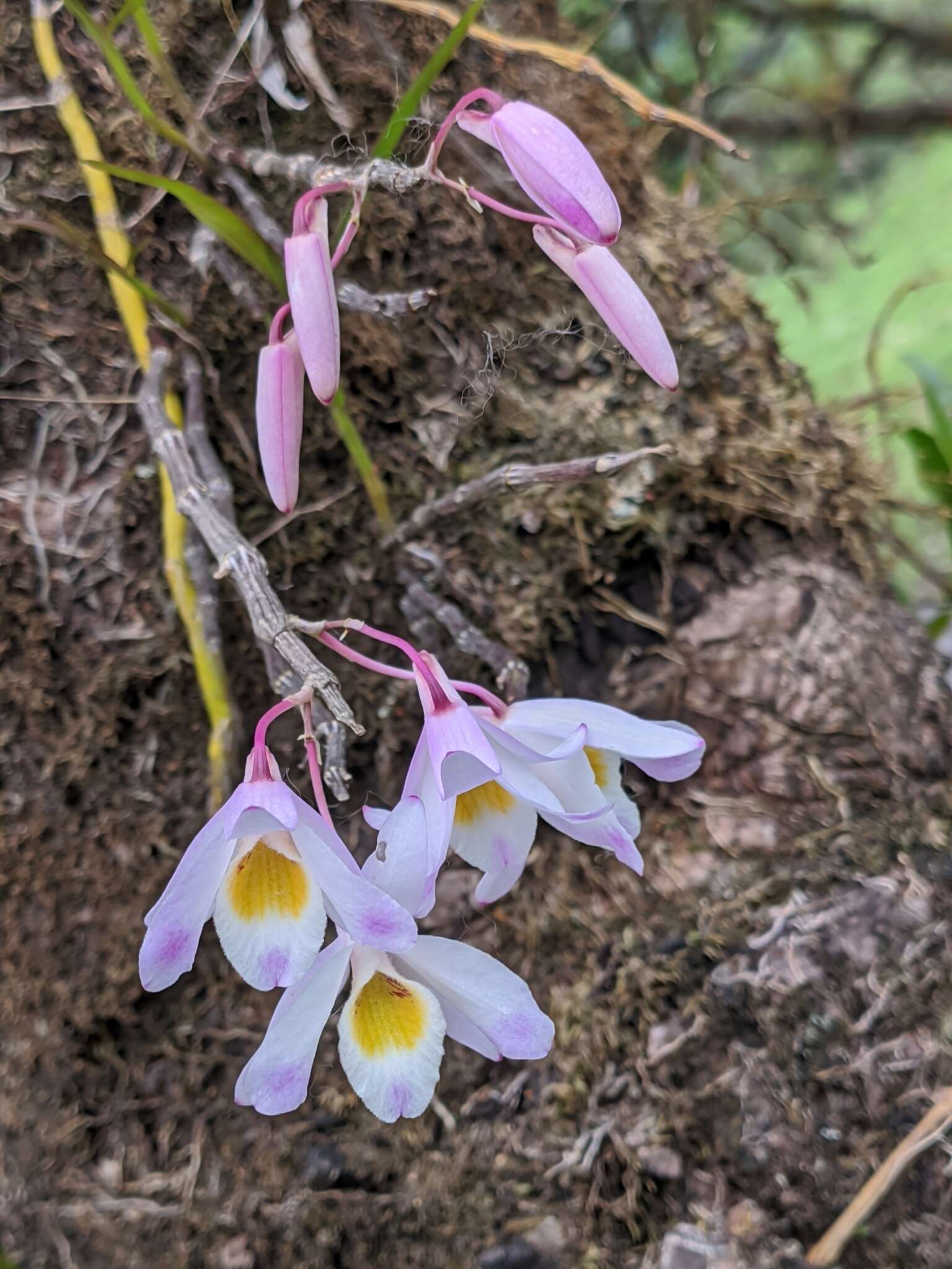 Imagem de Dendrobium amoenum Wall. ex Lindl.