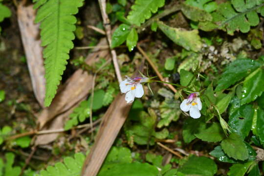 Image de Vandellia scutellariiformis (T. Yamaz.) T. Yamaz.