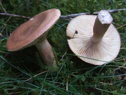 Image of Rufous Milkcap