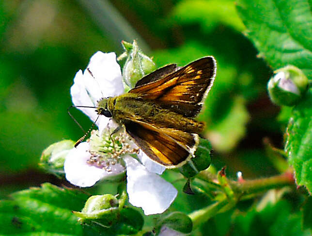 Image of Ochlodes sylvanus