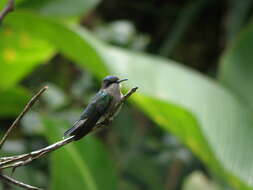 Image of Blue-headed Hummingbird