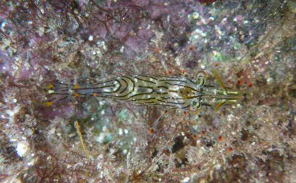 Image of barred estuarine shrimp