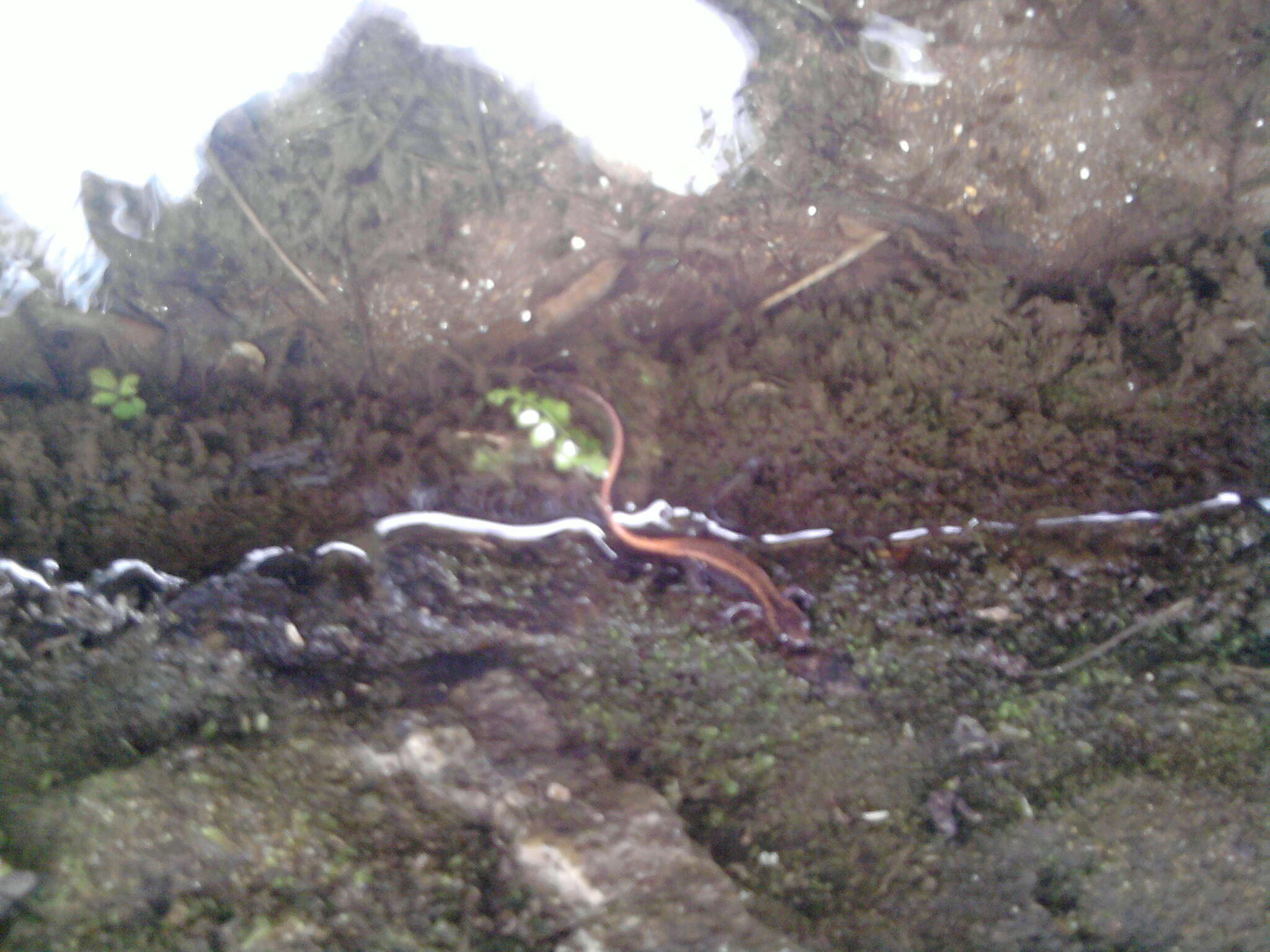 Image of Gold-striped salamander