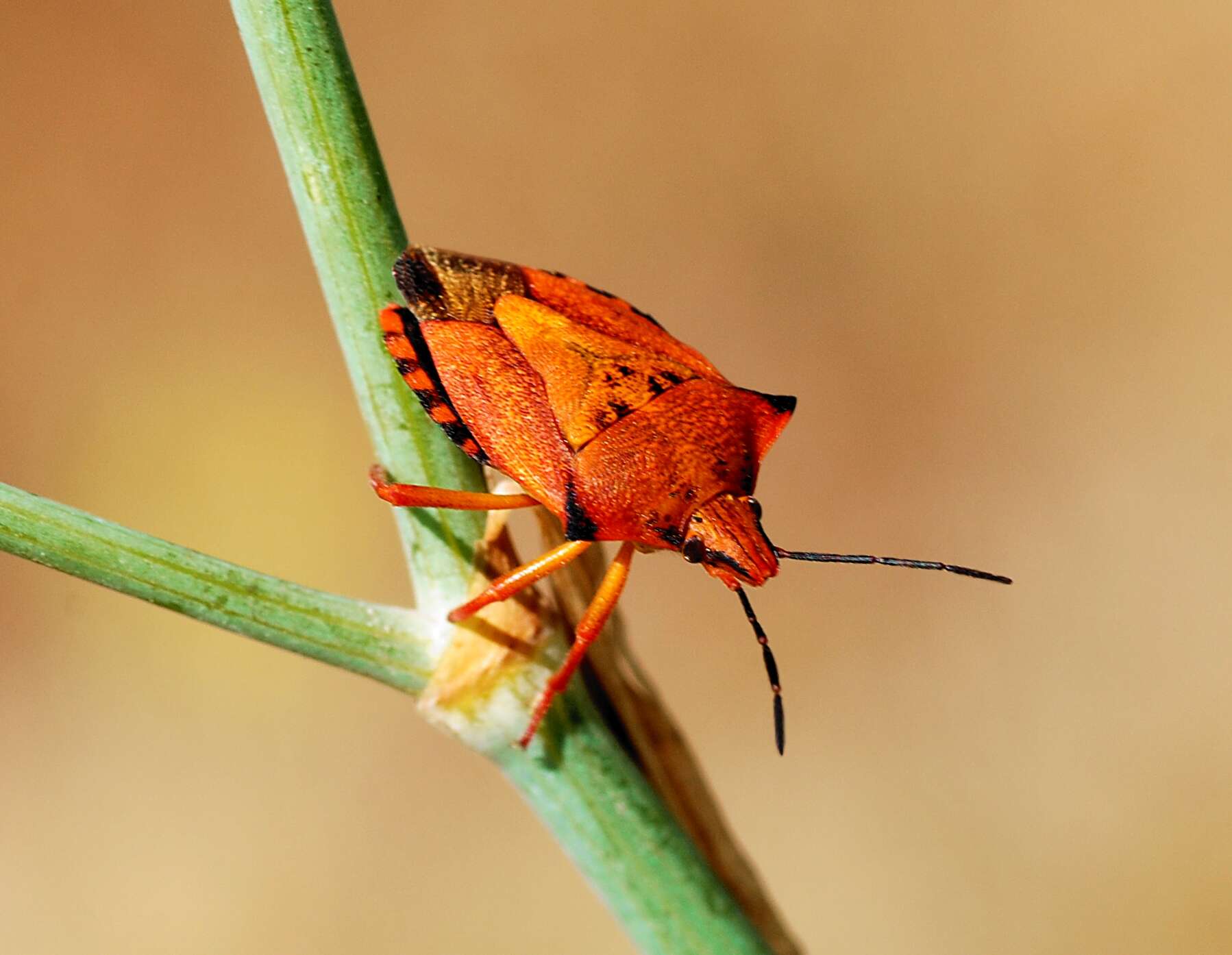 Image of <i>Carpocoris mediterraneus</i>