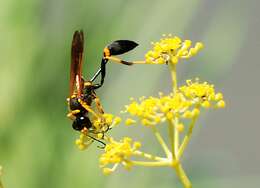 Image of mud daubers