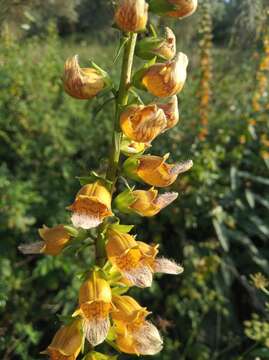 Image of Digitalis laevigata subsp. graeca (Ivanina) Werner