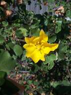 Image of California flannelbush