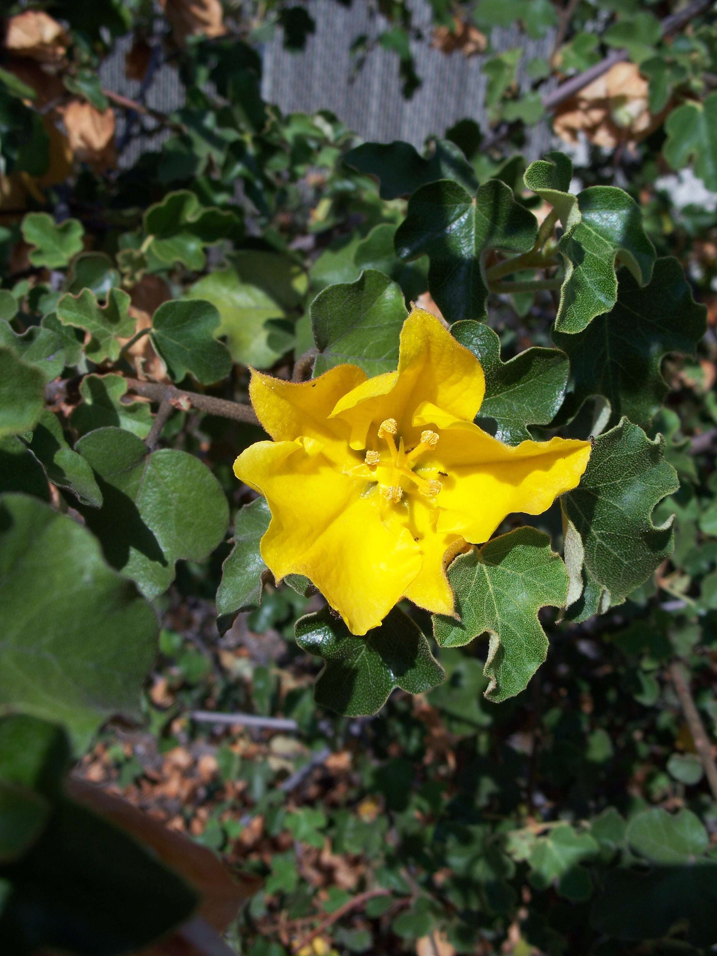 Image of California flannelbush