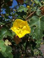 Image of California flannelbush