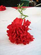 Image of carnation