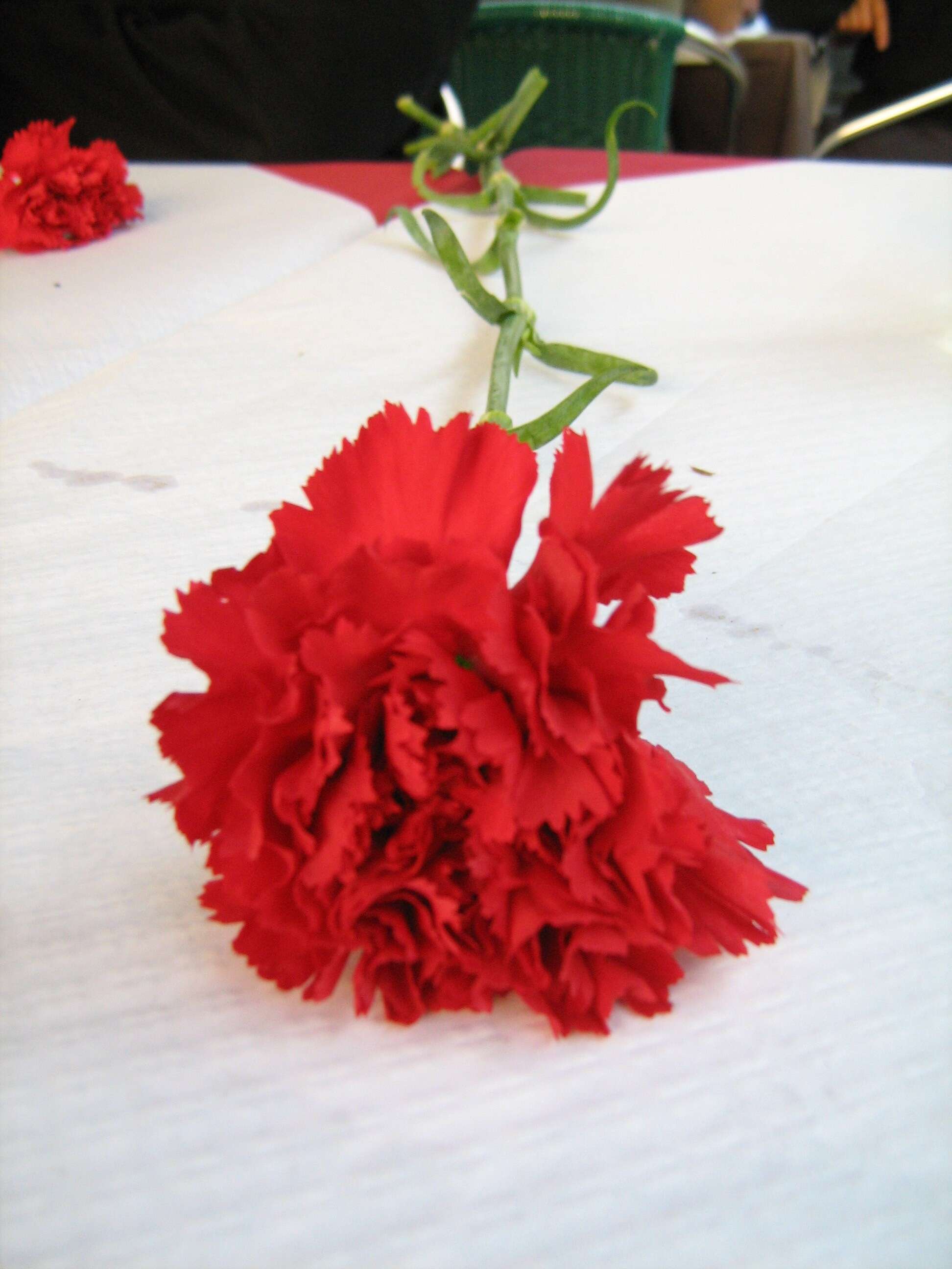 Image of carnation