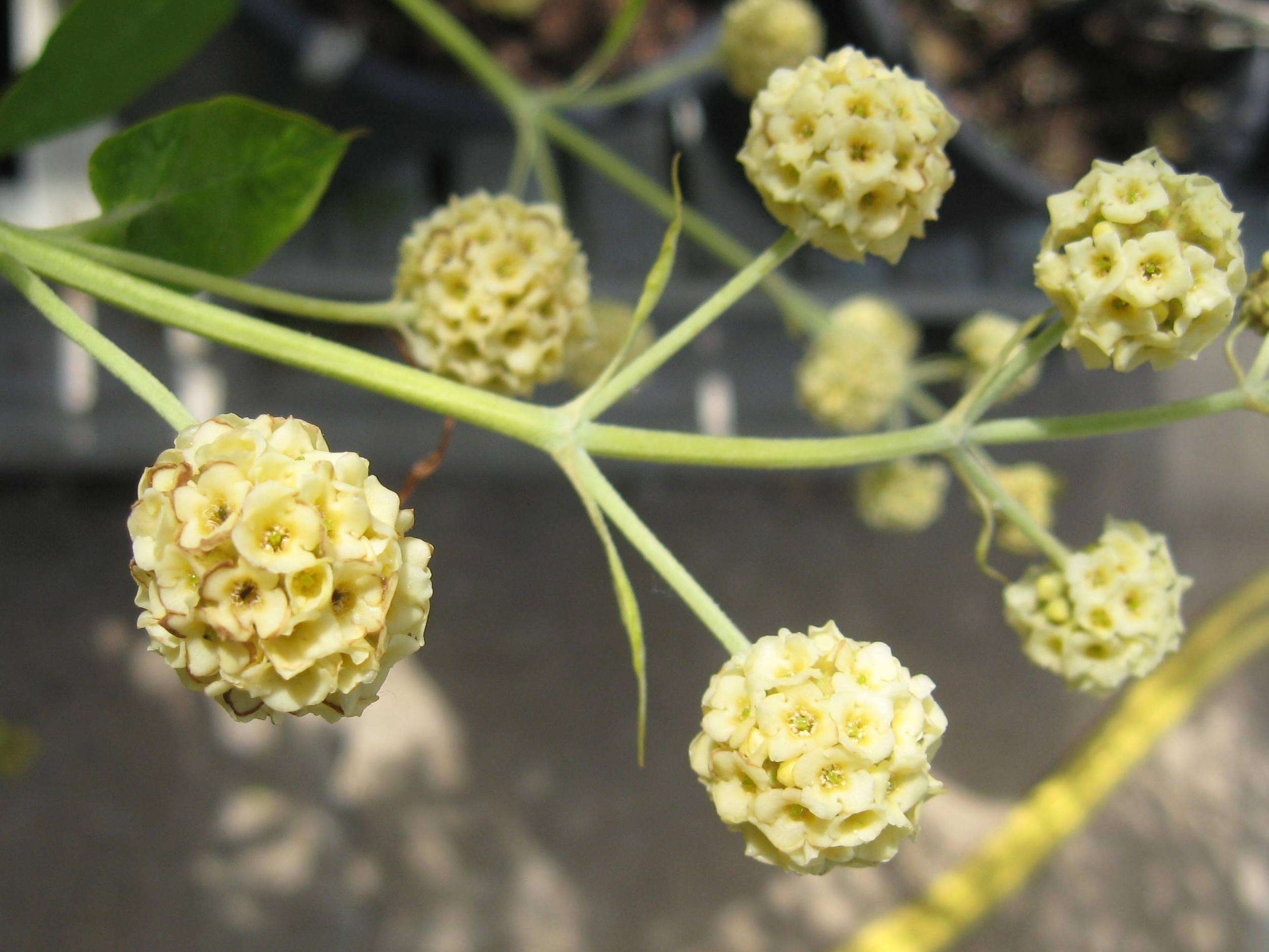 Sivun Buddleja araucana Phil. kuva