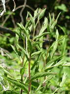 Image of Centaurea phrygia subsp. pseudophrygia (C. A. Mey.) Gugl.