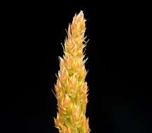 Image de Asparagus densiflorus (Kunth) Jessop