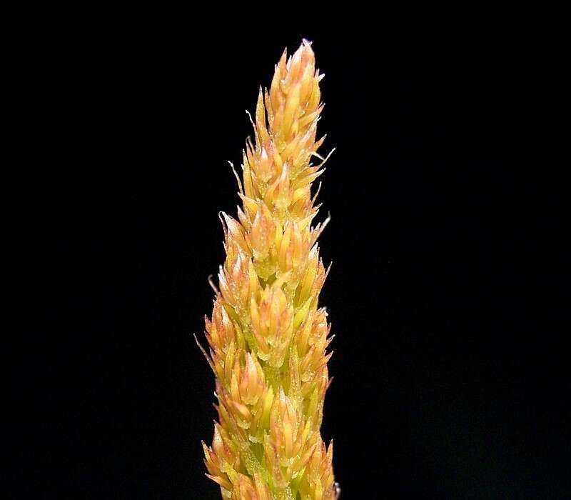 Imagem de Asparagus densiflorus (Kunth) Jessop