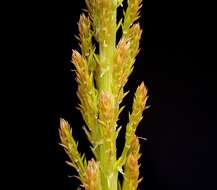 Imagem de Asparagus densiflorus (Kunth) Jessop