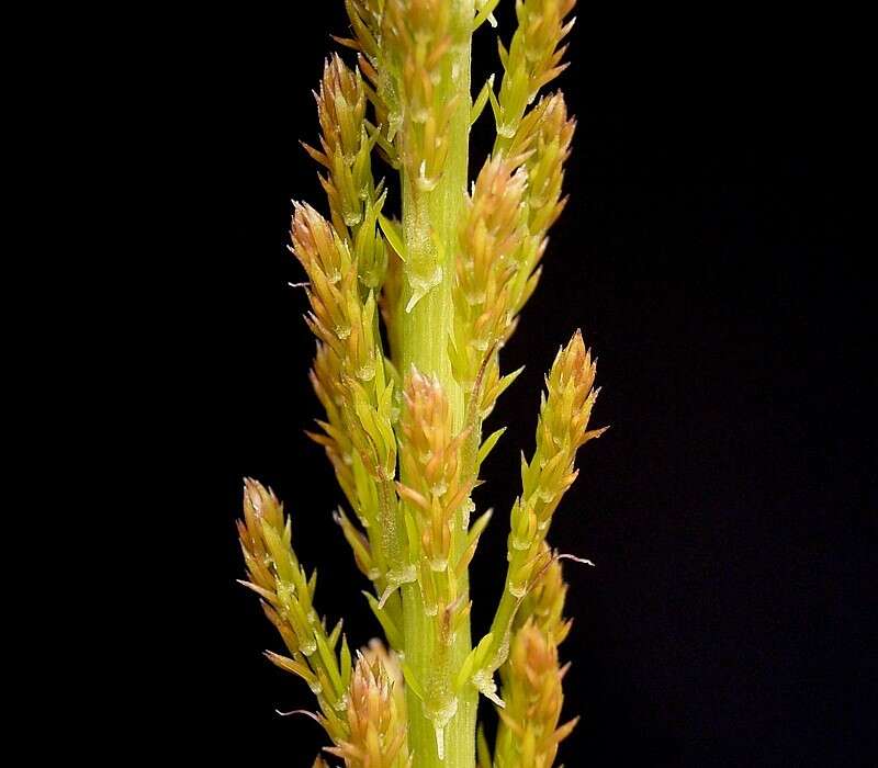 Imagem de Asparagus densiflorus (Kunth) Jessop