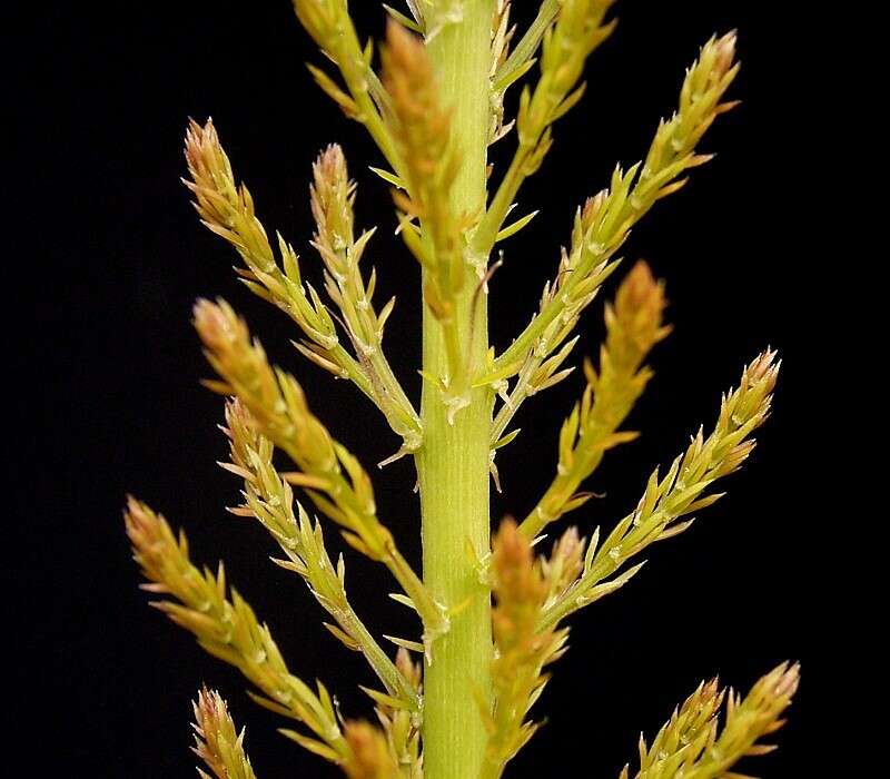 Image de Asparagus densiflorus (Kunth) Jessop