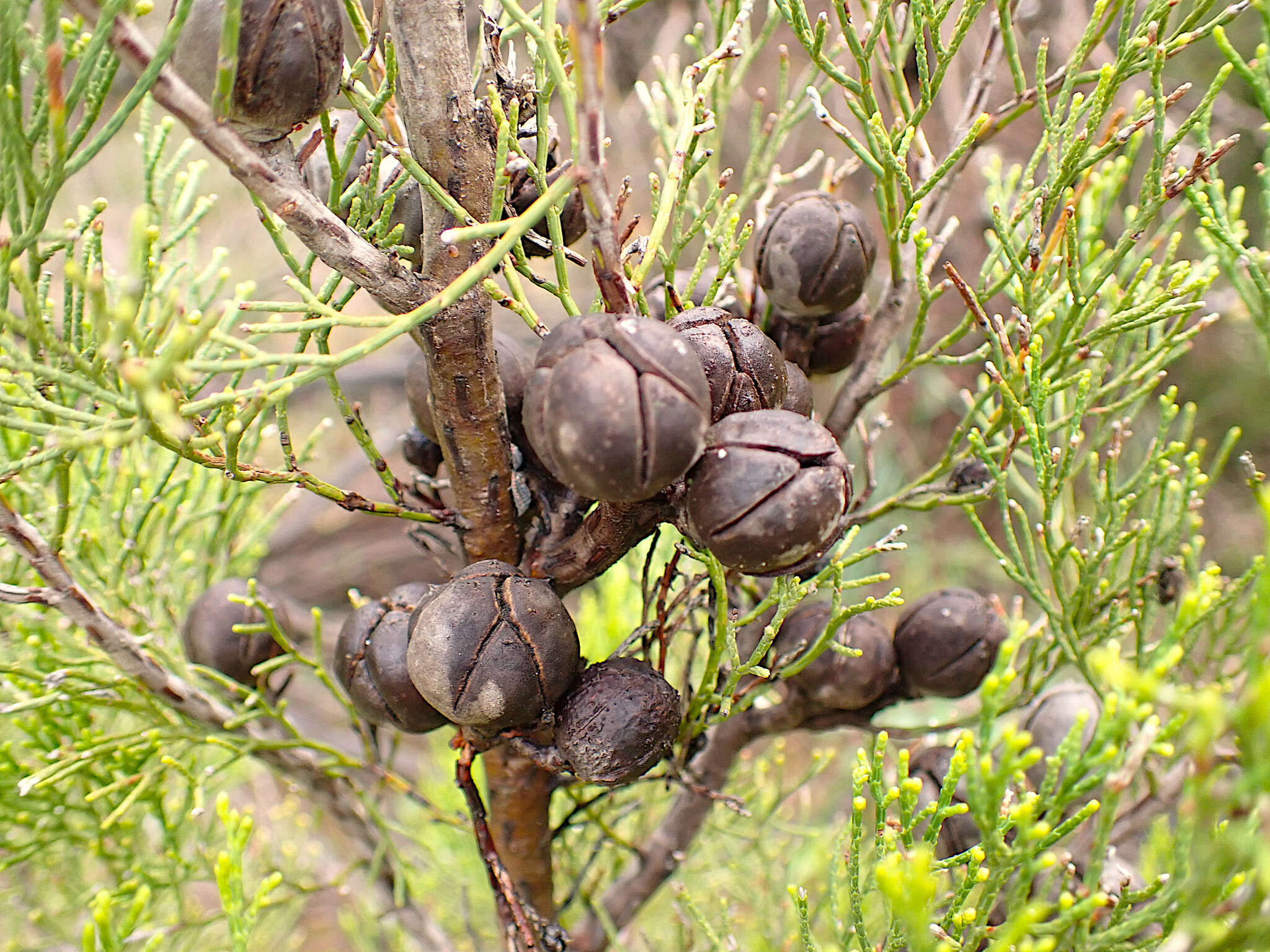 Image of Morrison's Cypress Pine