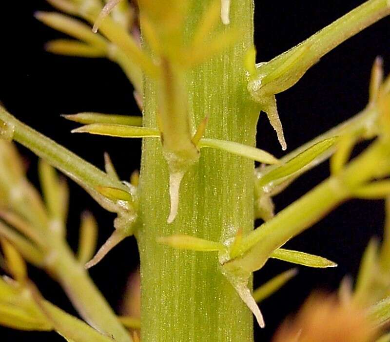 Image of Cwebe asparagus fern