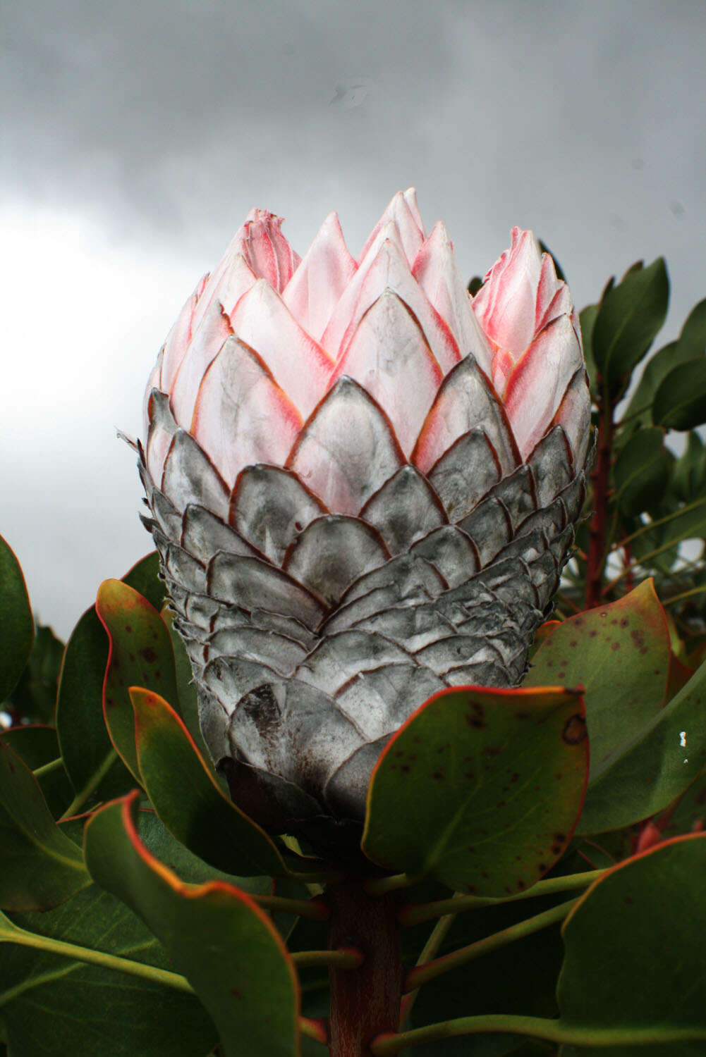 Imagem de Protea cynaroides (L.) L.