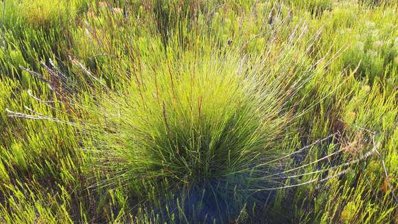 Image of Tetraria capillacea (Thunb.) C. B. Clarke