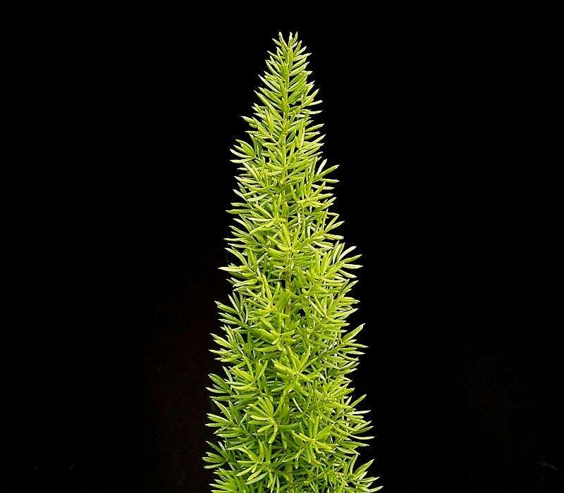 Image de Asparagus densiflorus (Kunth) Jessop