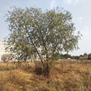 Image of Bonpland willow