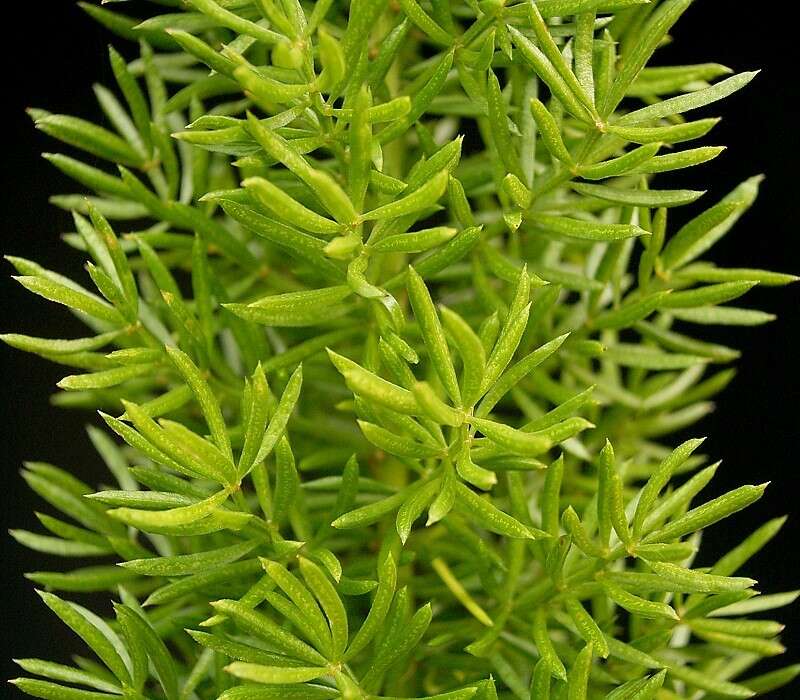 Imagem de Asparagus densiflorus (Kunth) Jessop