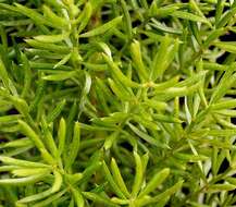 Image of Cwebe asparagus fern