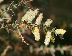 Acacia oxycedrus Sieber ex DC.的圖片