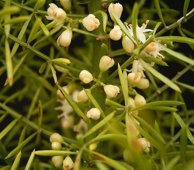 Image of Cwebe asparagus fern