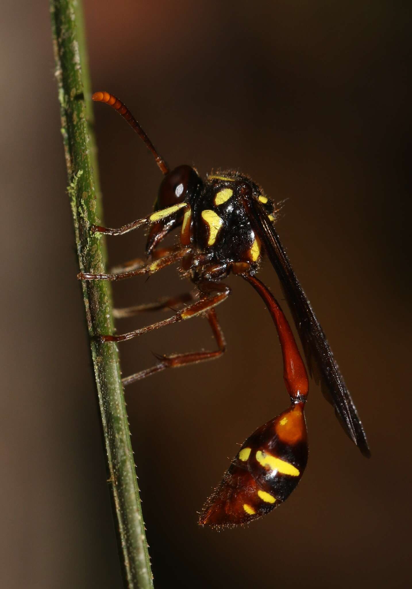 Image of Eustenogaster eximia (Bingham 1897)