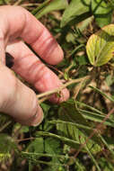 Image de Acalypha aristata Kunth