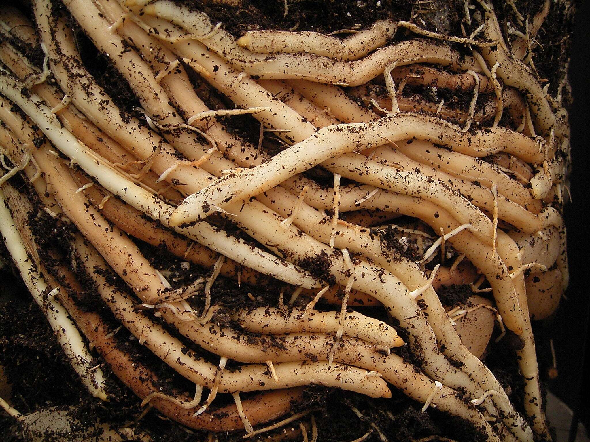 Image of Cwebe asparagus fern