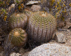 Image of Copiapoa longistaminea F. Ritter