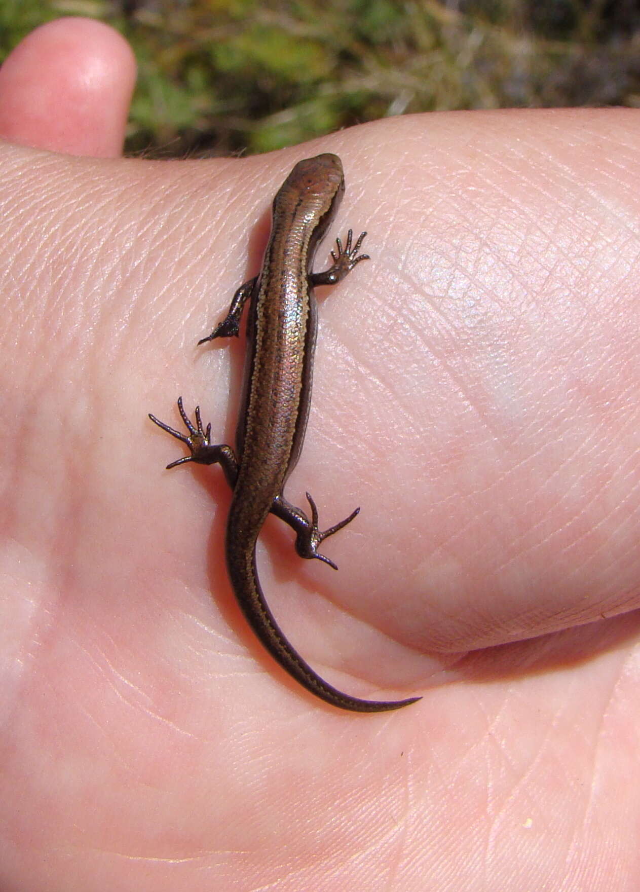 Image of Southern Skink