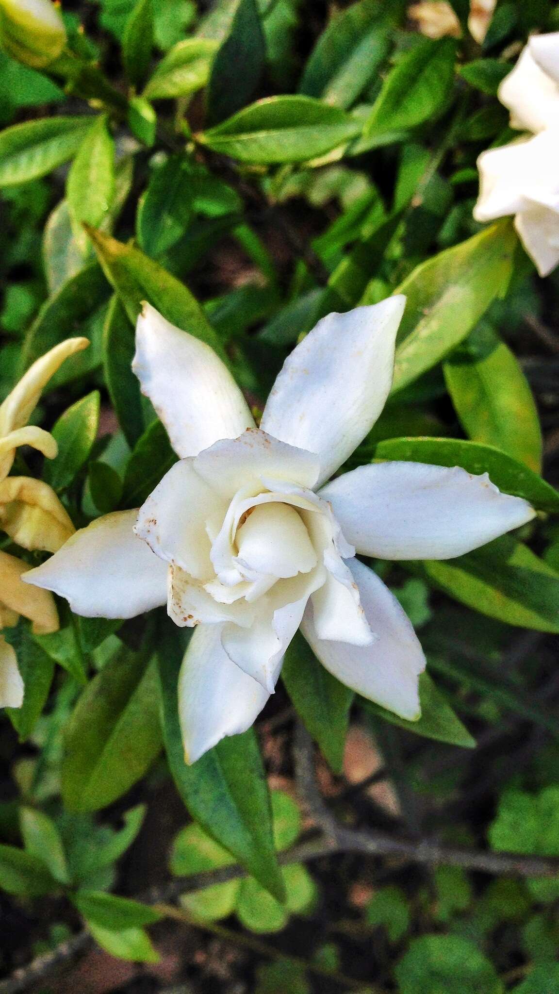 Image of Cape jasmine